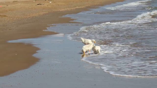 Такого вы еще не видели! Гуси на пляже в Избербаше