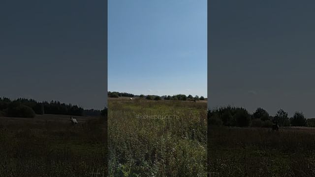 Кони прискакали!