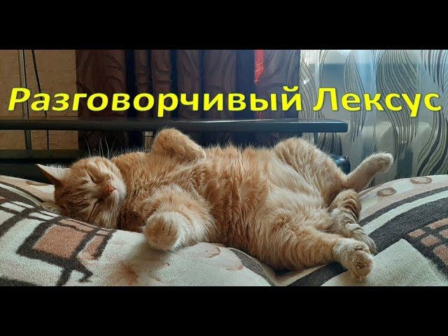 Разговорчивый Лексус