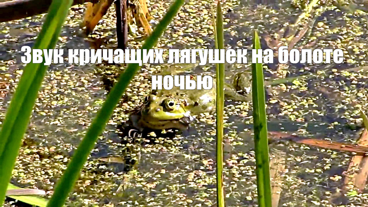 Звук кричащих лягушек на болоте ночью
