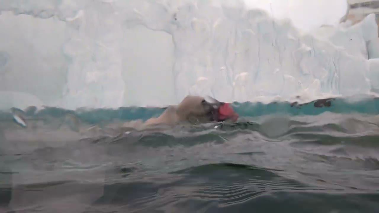 Купание белой медведицы в бассейне