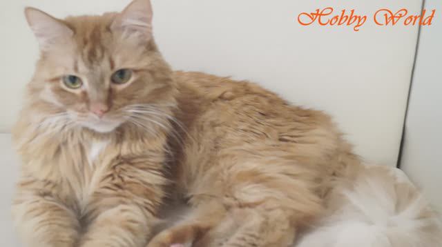 Рукодельная жизнь кота