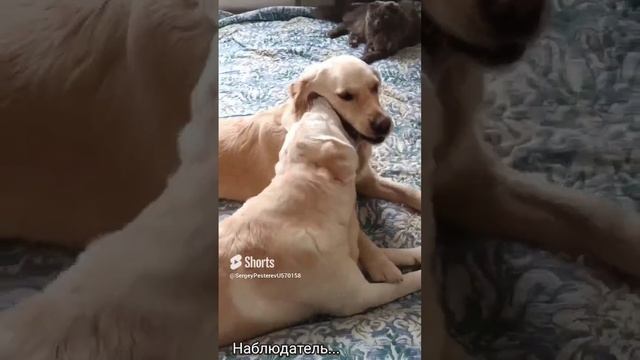 Лилу и К....mp4