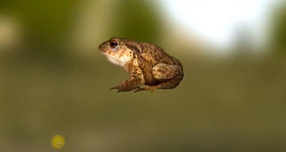 Жаба обыкновенная, ловля жаб и лягушек, в игре Трофейная рыбалка 2