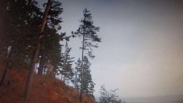 Забытые способы ориентирования по ветрам. По однобоким кронам