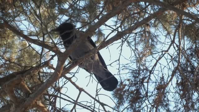 Серая ворона рядом с белкой