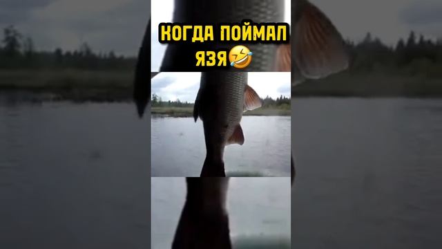?РЫБА МОЕЙ МЕЧТЫ?? #русскаярыбалка4 #рр4 #russianfishing4