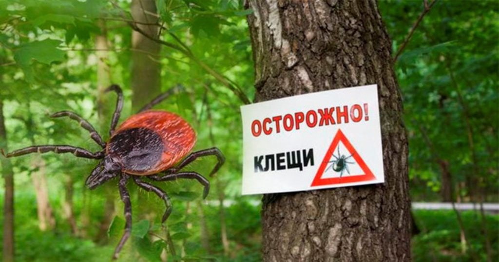 СЕЗОН КЛЕЩЕЙ. Специальный репортаж