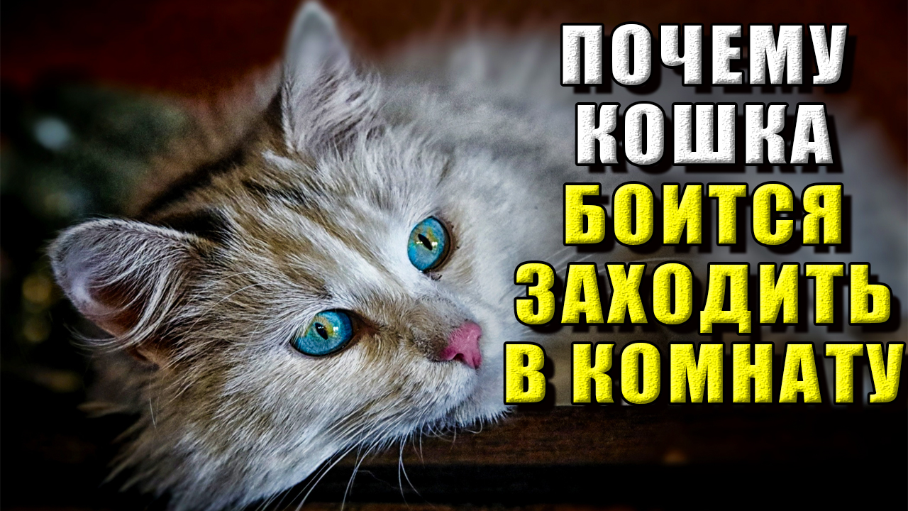 Почему кошка боится заходить в комнату