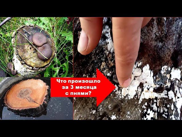 ЧТО СЛУЧИЛОСЬ С ПНЯМИ И МИЦЕЛИЕМ ГРИБОВ ВЕШЕНКАВЫРАЩИВАЕМ ГРИБЫ ВЕШЕНКА В САДУ ОГОРОДЕ своими рукам