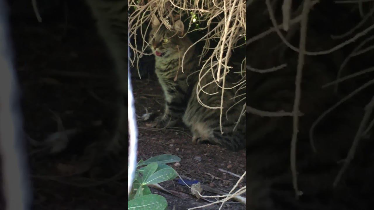 Котейка в Турции