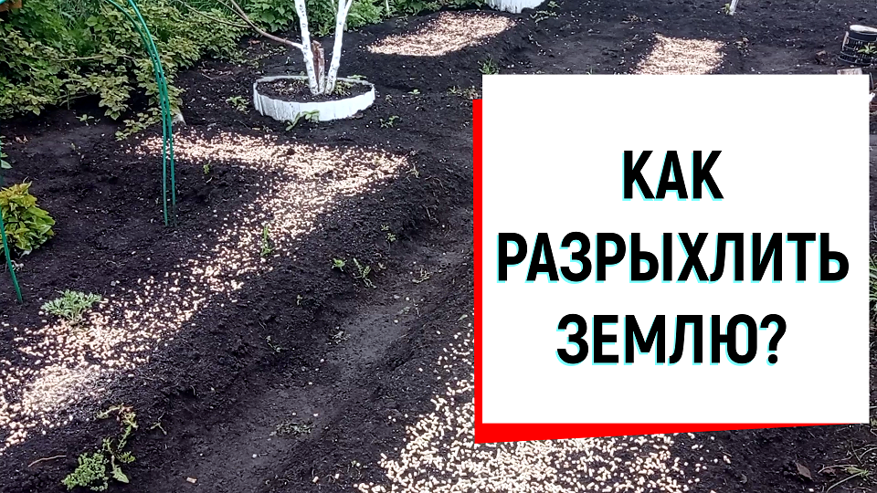 КАК РАЗРЫХЛИТЬ ЗЕМЛЮ?#какразрыхлитьземлю#разрыхлительземли#кошачийнаполнительдлягрядок#земля#огород#