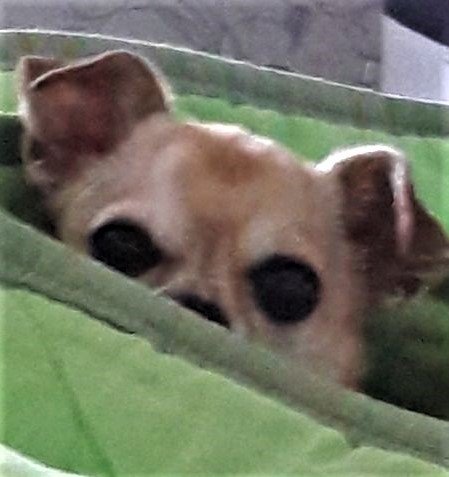 Смайлик чихуахуа #собака  #терапевт
Канистерапи́я -терапия с животными, метод лечения и реабилитации