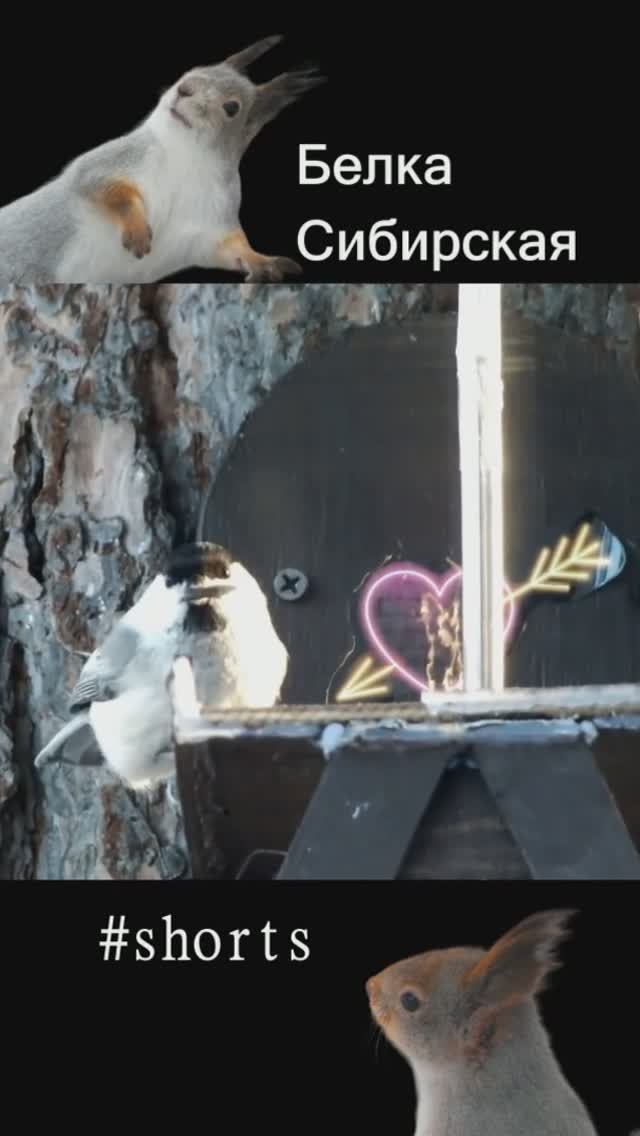 #shorts Суетливая гаичка с семечкой