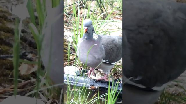 Вяхирь из пруда пьет воду