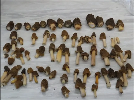 Первые весенние грибы - сморчковая шапочка