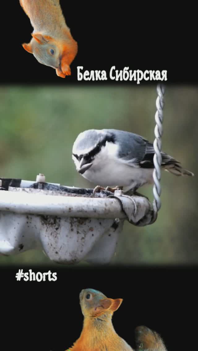 Поползень забирает семечку