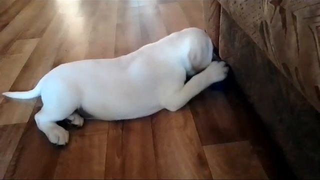 Когда игрушки все надоели, вход идет силиконовый мячик