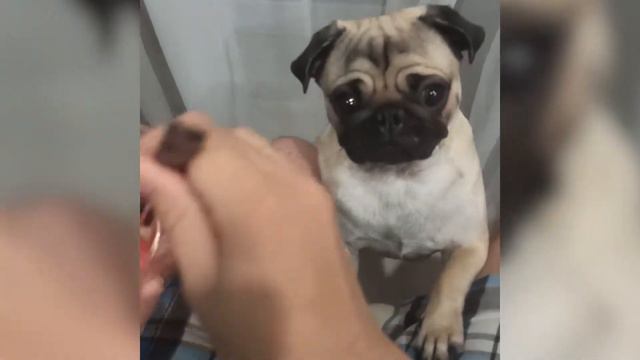 Мопс Оливье кушает арбуз.