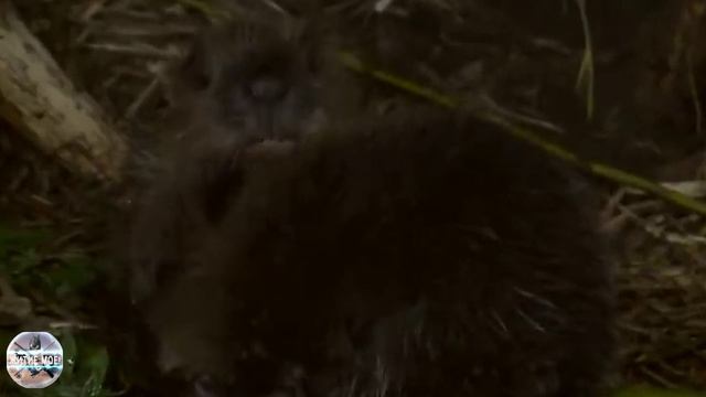 Жизнь пары бобров и их бобрят в подземном логове. Съёмка на фотоловушку.