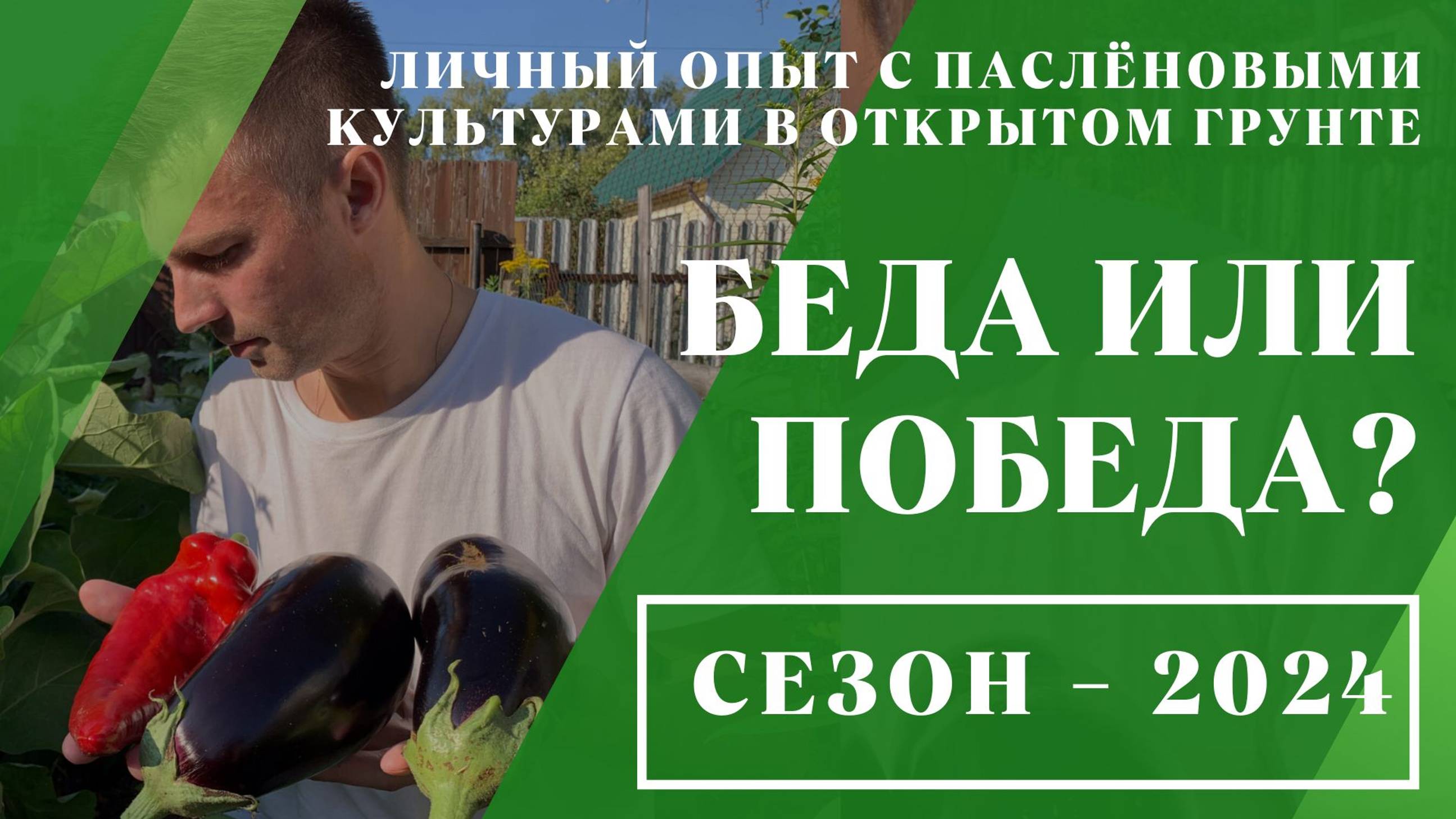 Беда или победа? // Личный опыт с паслёновыми культурами в открытом грунте — 2024