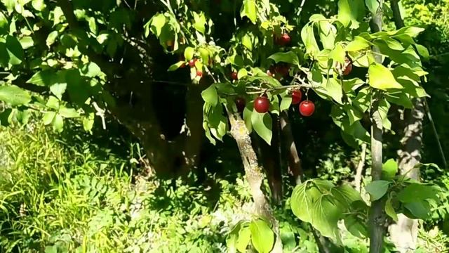 Кизил (как жгучая крапива)