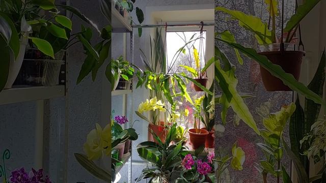 У меня закончилось окно? #Сансевиерия Манолин?Щучий хвост?Тёщин язык #цветы #растения #shorts