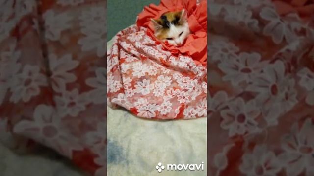 #shorts Кошка долгожительница..mp4