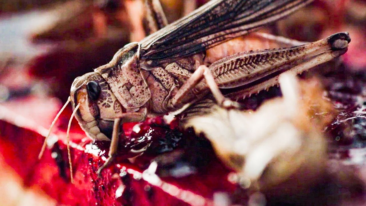 Рой ? Русский трейлер ? Фильм 2021