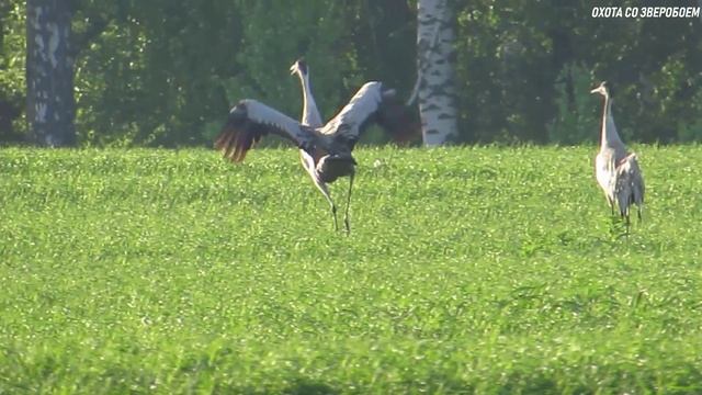 Танец журавля