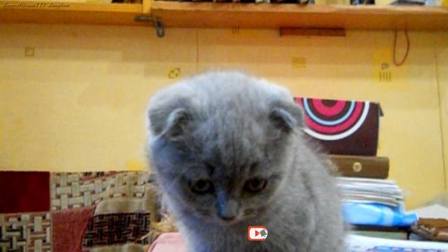Забавный маленький котёнок Скоттиш Фолд