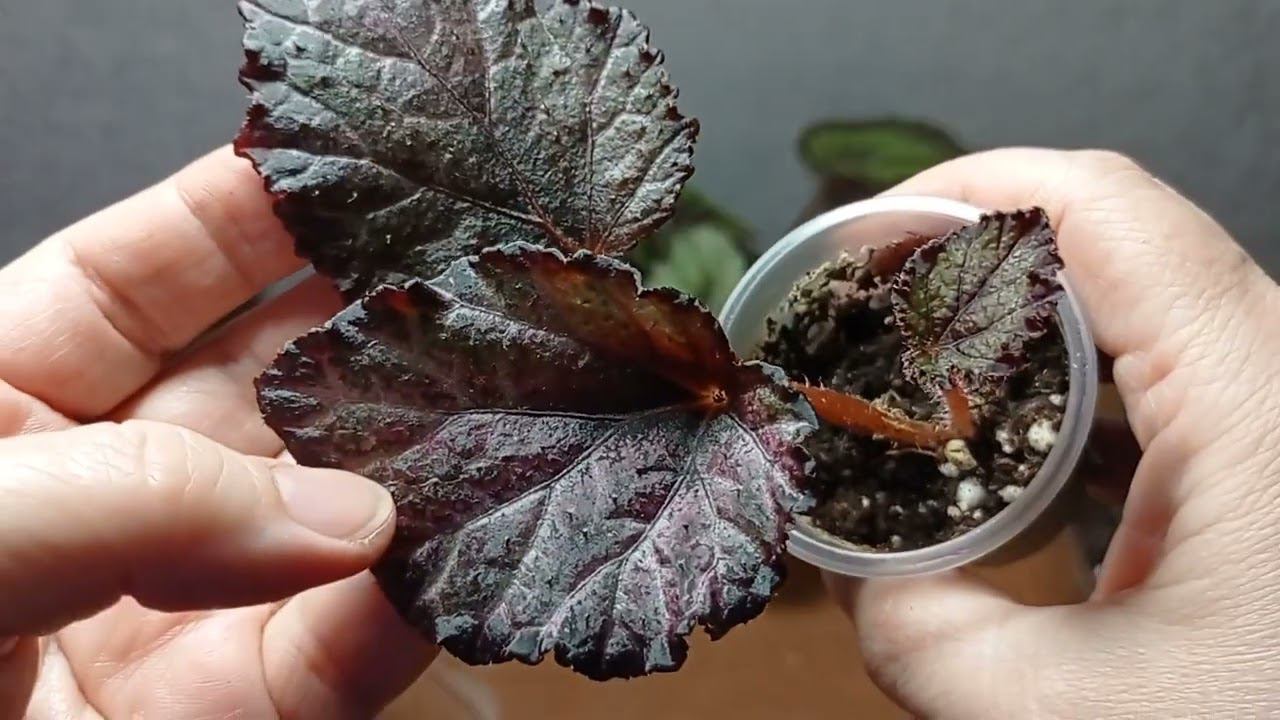 21.06.24 Излишки бегоний наборами. Альбомы с излишками в ВК и Одноклассники