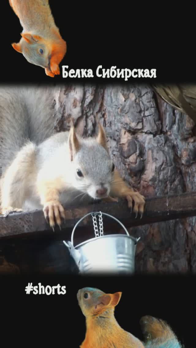 Белку бодрит водичка