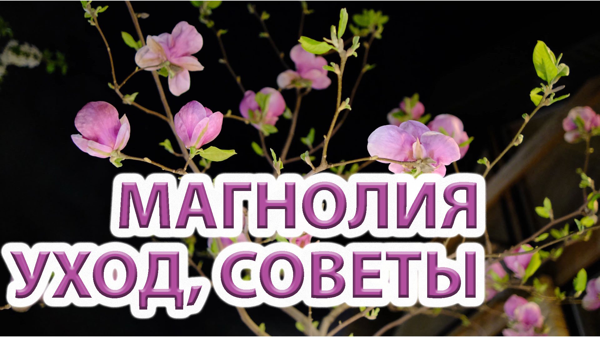 Магнолии ч.2 уход, советы, магнолия Alexandrina и Galaxy