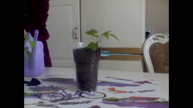 ПИКИРУЮ Экзотическую лиану.mp4