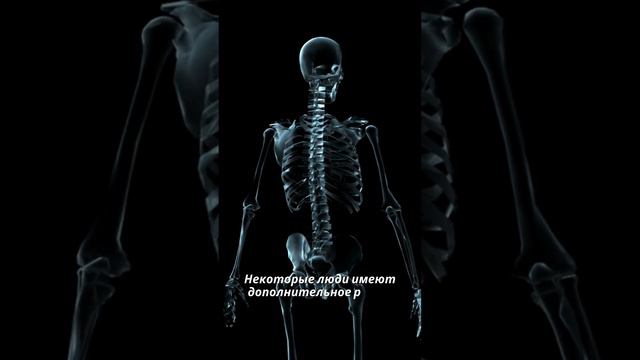 Факт про ребра 🩻