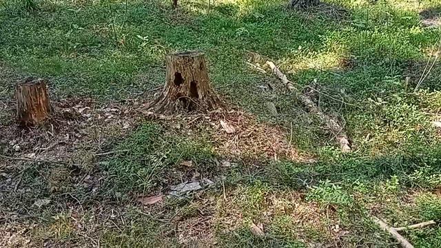 Лесной ручей , птенец и чудища лесные