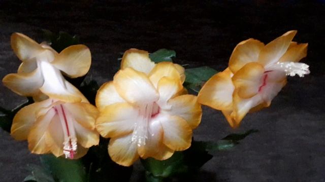 шлюмбергера SOL BRAZIL