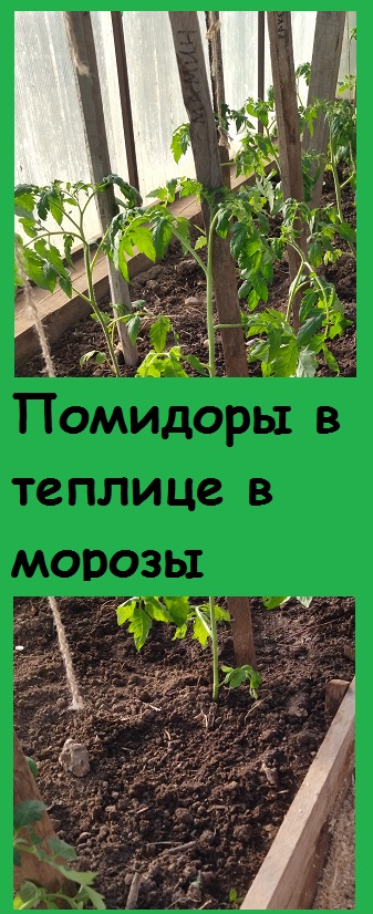 Как я защищаю ПОМИДОРЫ В ТЕПЛИЦЕ без отопления от морозов , и почему высадила их рано? #дача #сад