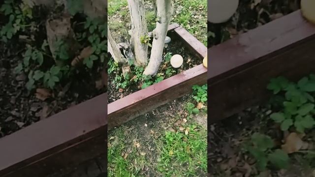 Вторая жизнь строительных поддонов?