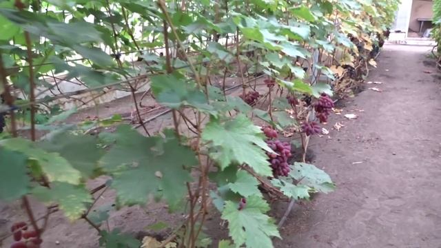 ОБЩИНА. ВИНОГРАДНАЯ СУПЕР-ТЕПЛИЦА В ПЕТРОПАВЛОВКЕ.