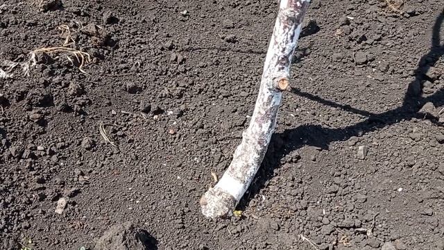 #черешня_вымерзла#что_делать_с_черешней#спилить_на_пенек Черешня вымерзла.Что делать_.mp4