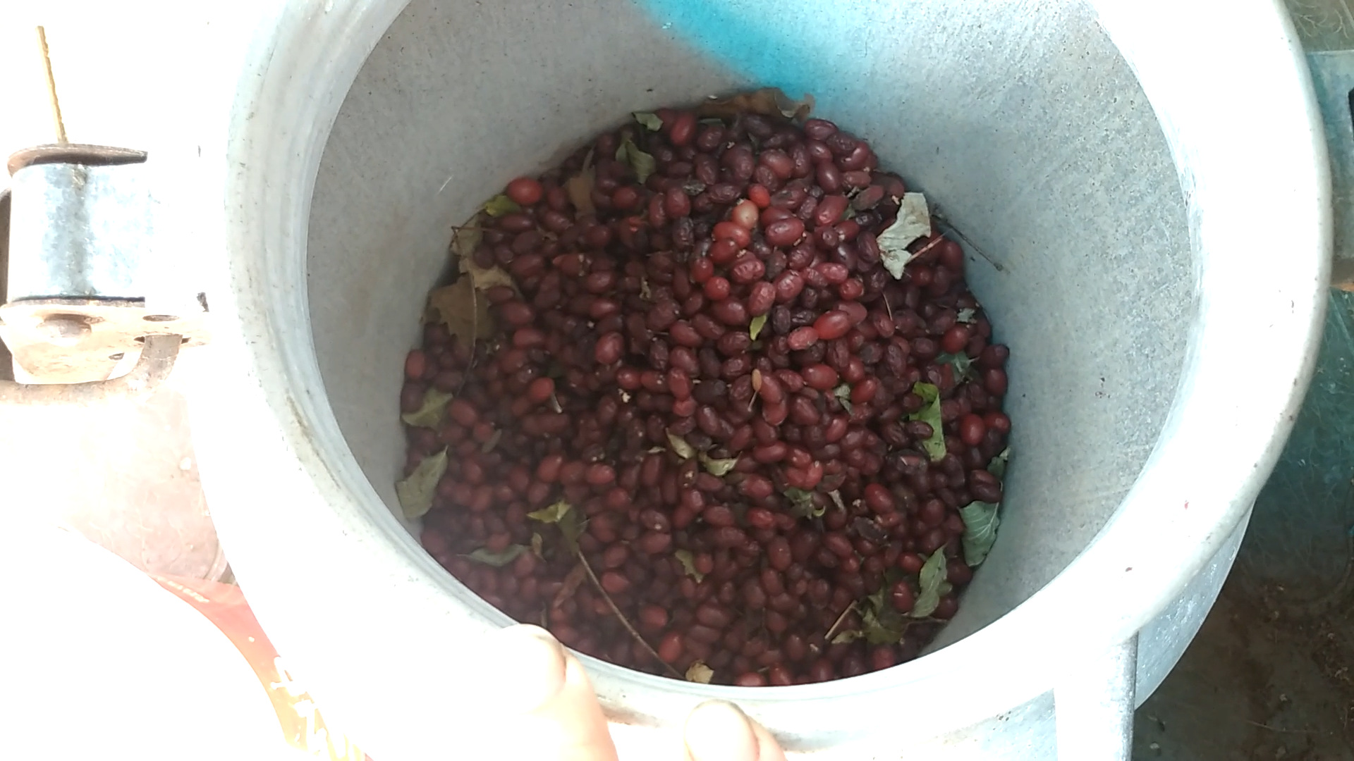 Ставлю чачу на кизиле, кизиловка,13.08.23.го