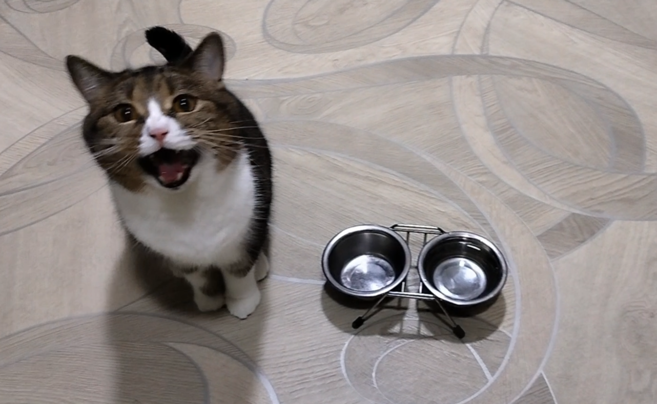 -Дай добавки! Кот победил корм!