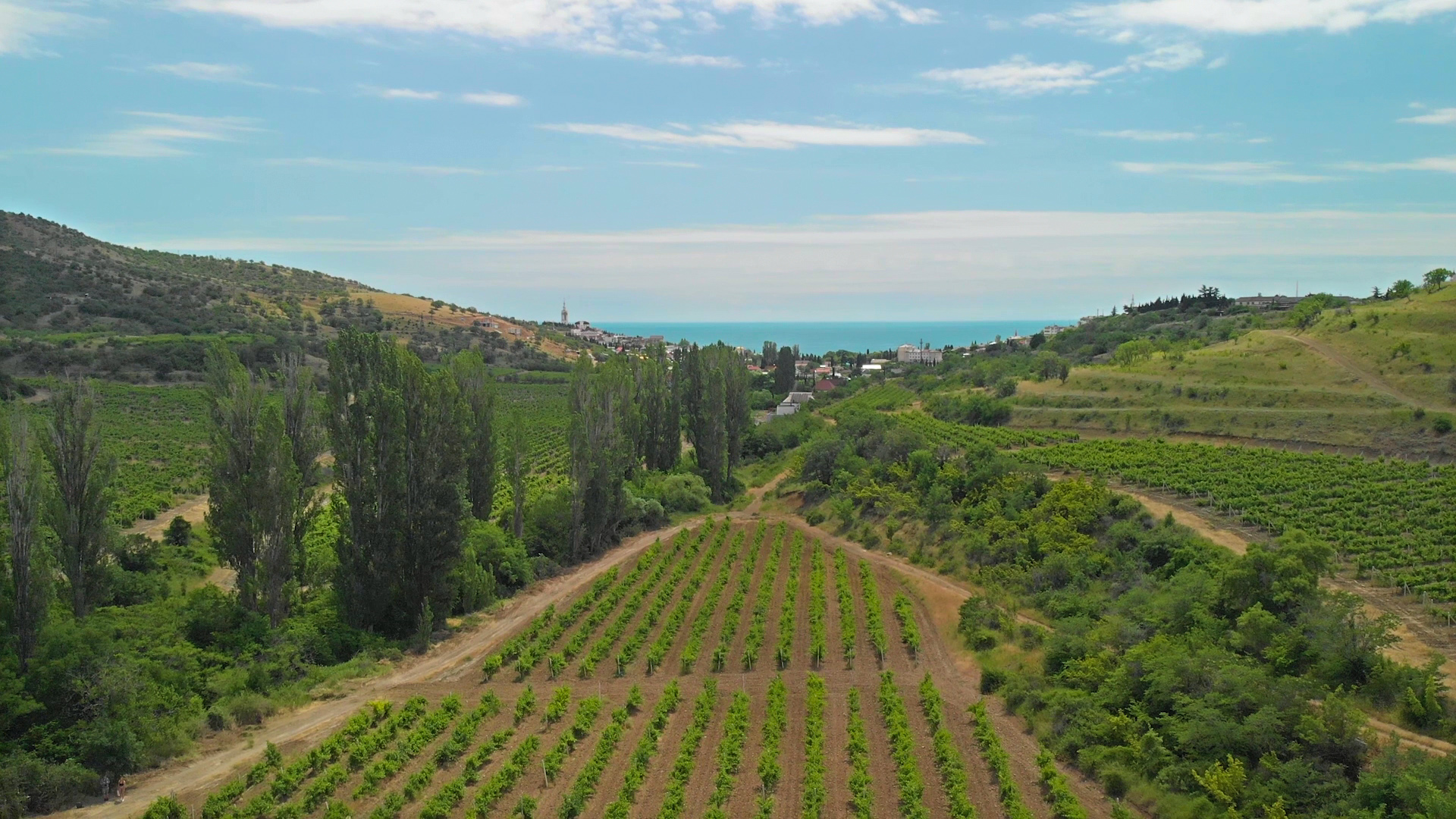 Полёт над виноградниками