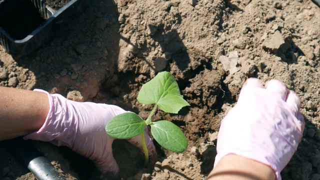МОЖНО ЛИ ИЗБЕЖАТЬ ГОРЕЧИ В ОГУРЦАХ?