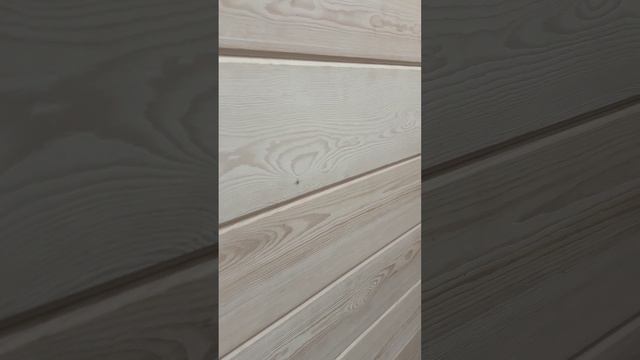 Ангарская сосна в сорте ПРИМА