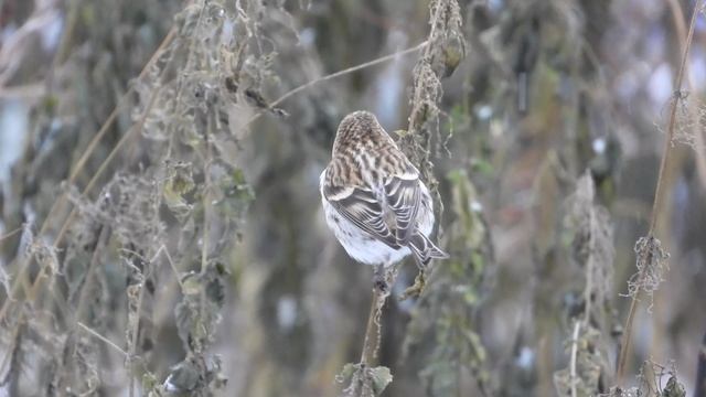Чечётка ест семена крапивы, наблюдение птиц в Великом Новгороде, 26.11.2023 (2)