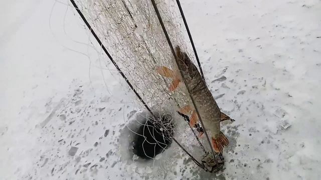 Хапуга ловит.