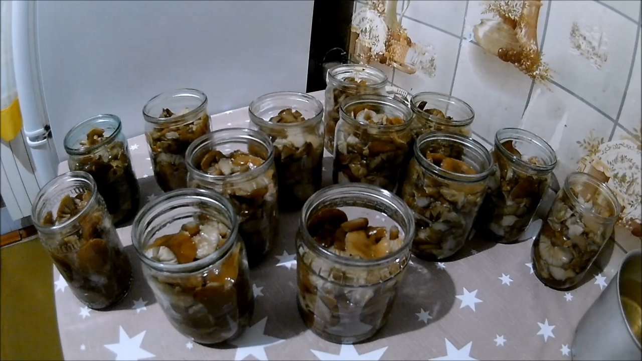 Рецепты из автоклава. Маринованный опёнок (Будни охотника и рыбака)